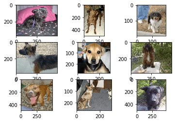 dogs