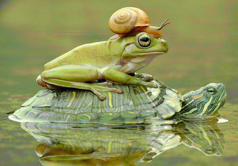 Segment Anything with frog image