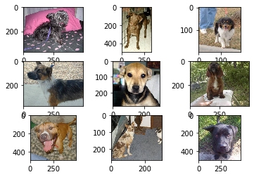 dogs